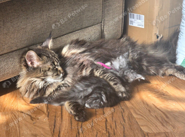 2 beautiful girls left