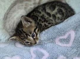 OUTSTANDING BENGAL KITTENS
