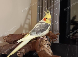 Selling Lutino and Cinnamon Cockatiel Male