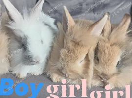 7wks lionheads ready now