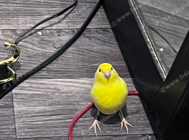 Canary Boy