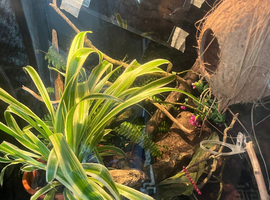 Male crested gecko