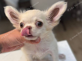 Sweetheart Tiny Chihuahua Puppies ️ 1 Boy & 2 Girls | Vet Checked