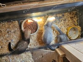 3 young ferrets/polecats