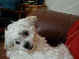 Female Bichon Frise x Llaso Puppy
