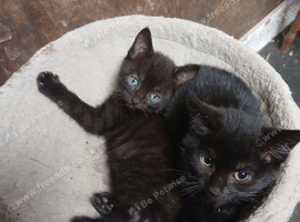 Mixed breed kittens