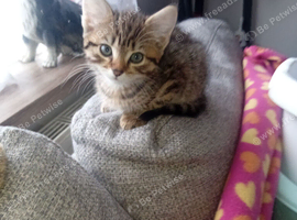 Tabby kitten with mother