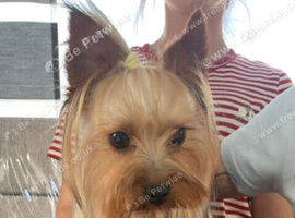 Miniature yorkshire terrier girl