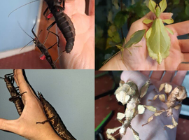 Stick Insects and Isopods