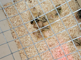 2 week old quails 7 female 3 male