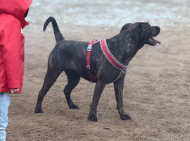 Presa Canario x Rottweiler puppies