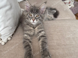 Maine Coon kittens