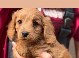 Cavapoo pups