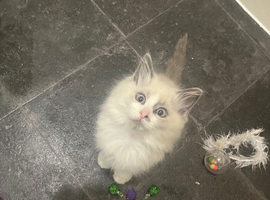 3 blue lynx Ragdolls