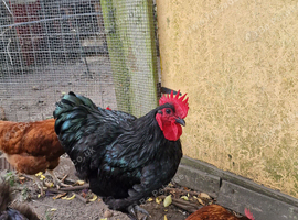 Cockerell