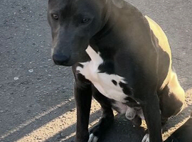 Lurcher stud