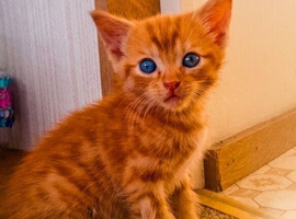 Stunning Ginger Kittens