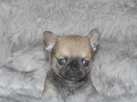 EXTENSIVELY HEALTH TESTED KC REG CHIHUAHUAS