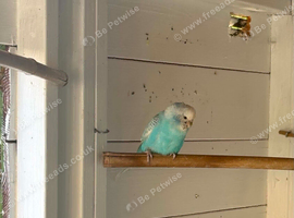 Budgies for sale