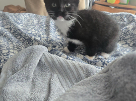 9 week old kitten