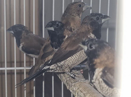 Black-faced Munia