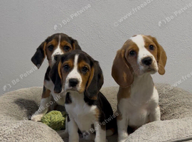 Extensively DNA tested puppies