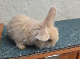 Mini lop/ lion head mix baby