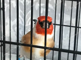 Siberian goldfinch