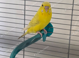 Female budgie breeding