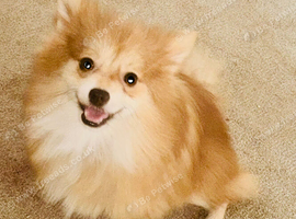 Nice Orange and white small pure brand Pomerania
