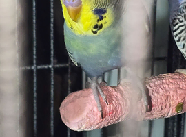 Male budgies