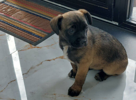 Mixed bread puppies