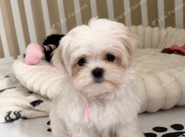 KC Korean line toy/mini maltese puppies