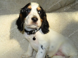 KC Registered Cocker Spaniels