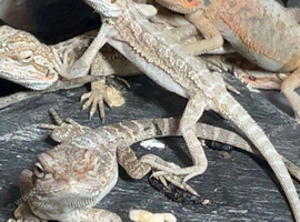 Baby bearded dragons for sale