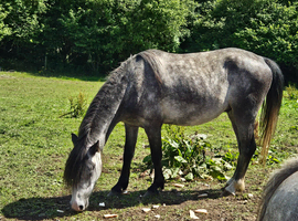 Julmar Colt