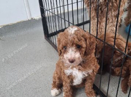 F1B Miniature Labradoodle Girls