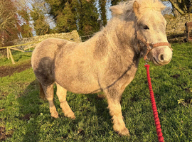 Nutmeg 10.1hh Unbroken Dartmoor Pony Mare &ndash; 4 Years Old