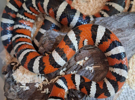Arizona Mountain King snakes