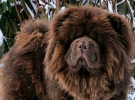 2 year old Chocolate Chow Chow
