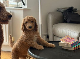 Standard poodle boy