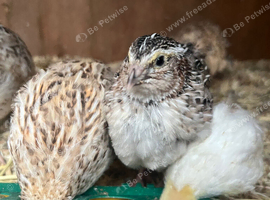 Male Coturnix Quails available