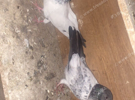 35 wala Highflyer pigeons for sale