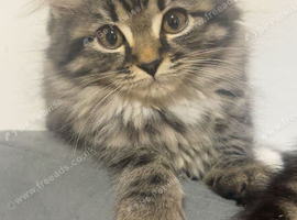 british shorthair x kittens