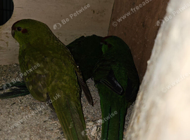 4 nestmate fledglings looking new home