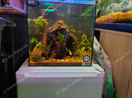3ft Divided Tank & Aqua one 40ltr