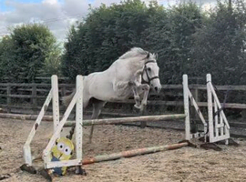 Stunning RoR Gelding