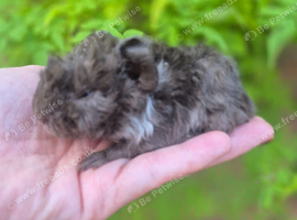 1 LEFT Lunkarya x Abyssinian guinea pigs