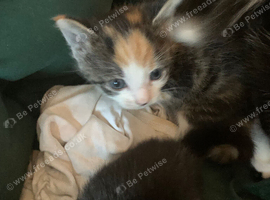 Kittens litter of 3