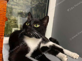 Lovely male tuxedo cat